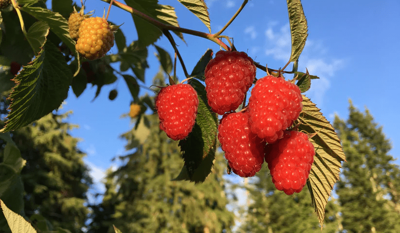رزبری قرمز کاریز گاردن - karizgarden گرگان